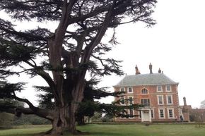 Forty Hall, Enfield, London - Bat Surveys of Trees